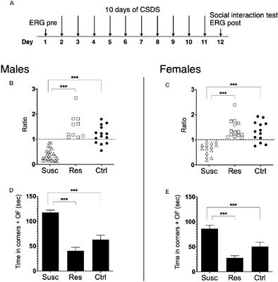 Frontiers | Sex-Specific Retinal Anomalies Induced by Chronic